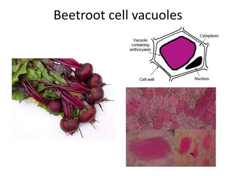 are beet cell membranes similar to other membranes